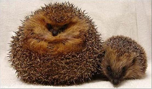 英國刺猬吃成胖墩:被強制減肥樣子萌翻天